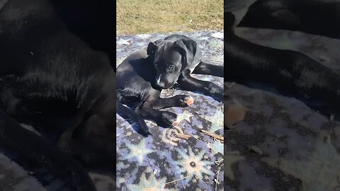 Shiva likes getting dirty