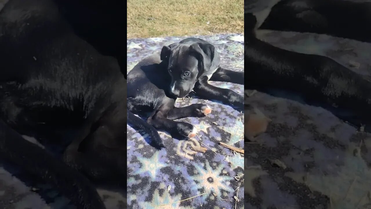 Shiva likes getting dirty