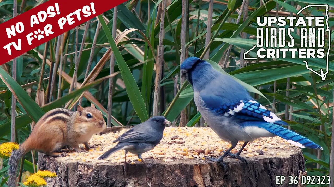 Upstate Birds And Critters: Ep 36 — 092323 [ No ads ] Cat And Dog TV