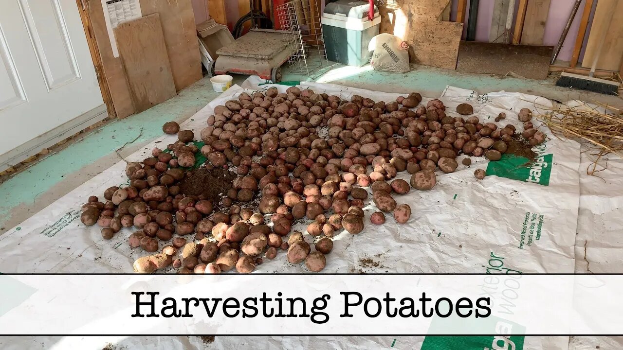 Harvesting Potatoes - Fall 2020