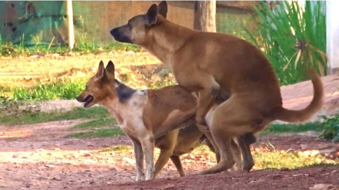 Dog Meeting in village first time