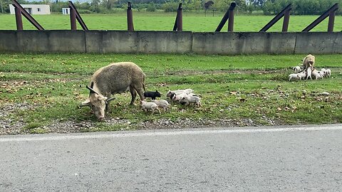 Pig and piglets