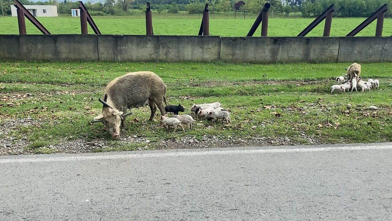 Pig and piglets