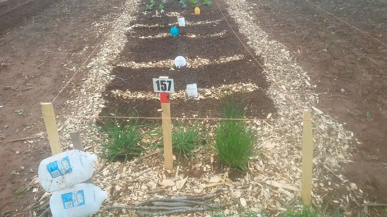 Wild Urban Gardens 2021 - Community Garden plot update - radishes spotted, greens transplanted