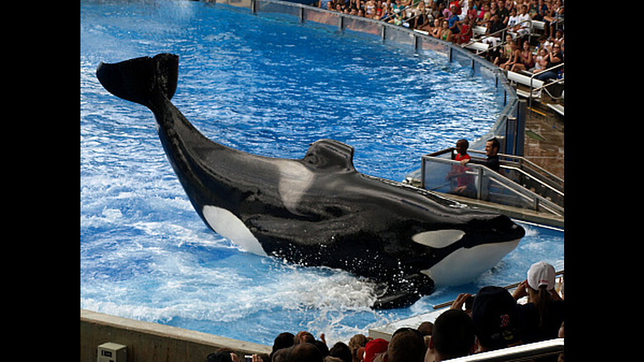 SeaWorld's old "Shamu" show (with trainers in the water!)