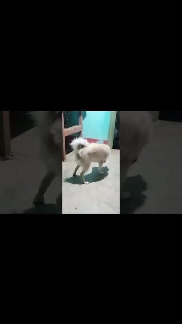 Funny Puppies | Cute Puppies | Cute Animals #shorts #animals