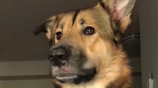 Hilarious Dog Interactions Caught on Camera