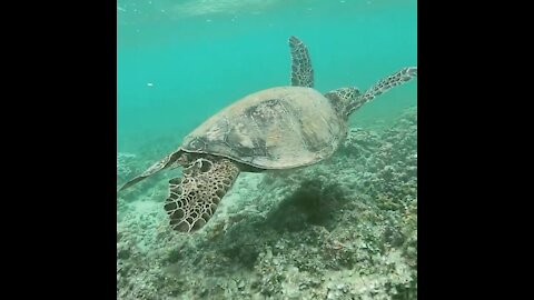 Sea Turtles in Hawaii