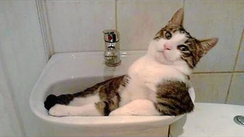 Cats That Will Have You Laughing Out Loud: Hilarious Moments Captured