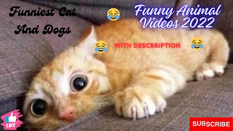 Funniest Cat And Dogs 😂 Funny Animal Videos 2022