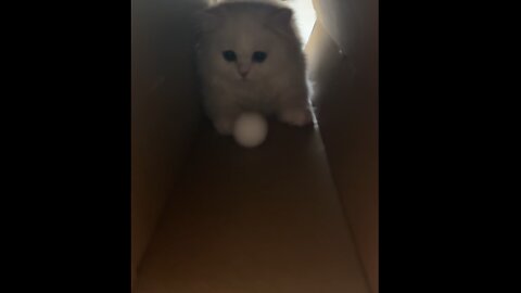 Cat Hits Ball Back to Owner