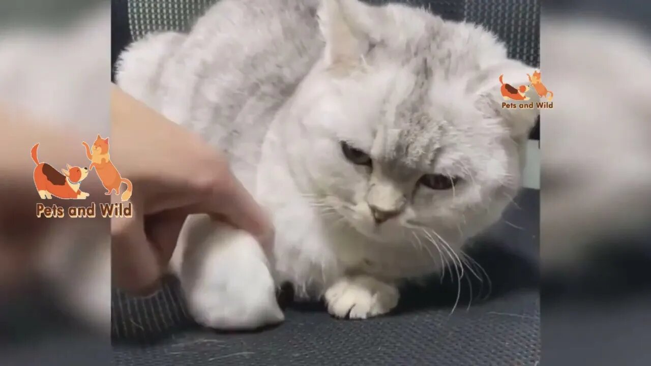 Funny Cat & Dogs–1 hour of the cutest baby cat dogs from around the internet! #Petsandwild #cats