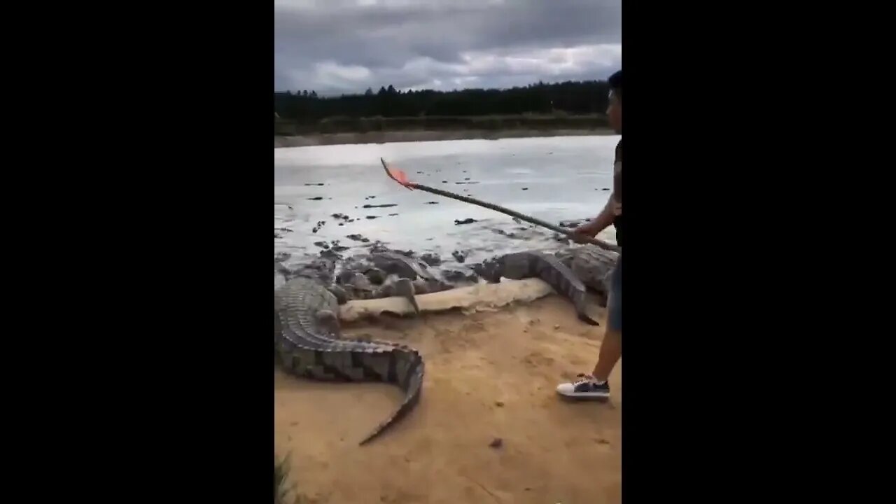 Can you do this? 😳😳#crocodile #shorts #foryou