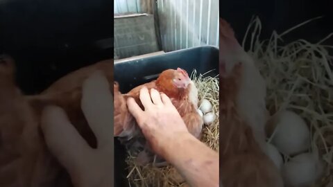 Good morning Forest not much to say