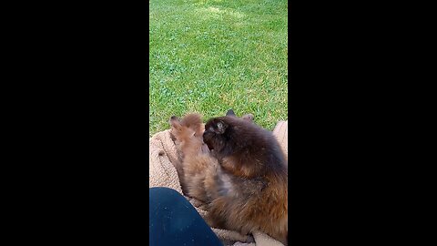 kittaro kitty showdow