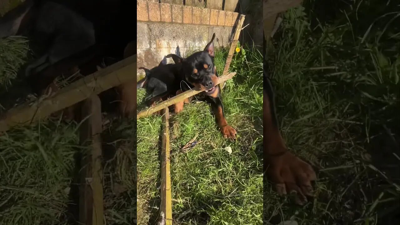 Cutest Dog Relaxing Chewing Stick 🐶 YouTube (must watch) [4K]#shorts #short #asmr #viral #trending