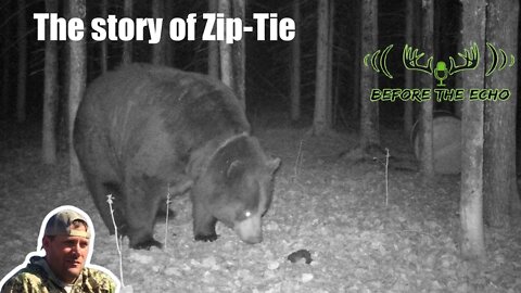 The Story of Zip-Tie, the bear that lived with a snare around his neck
