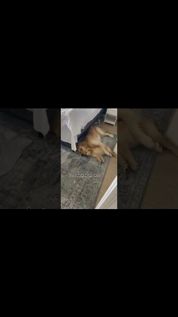 The little puppy with the smile... my heart.