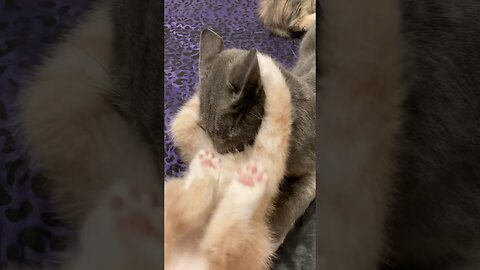 Mama Said No!