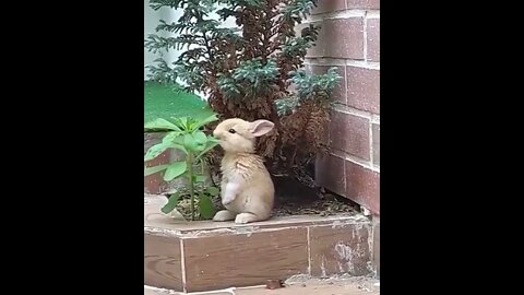A Rabbit Eating Leaves In Peace