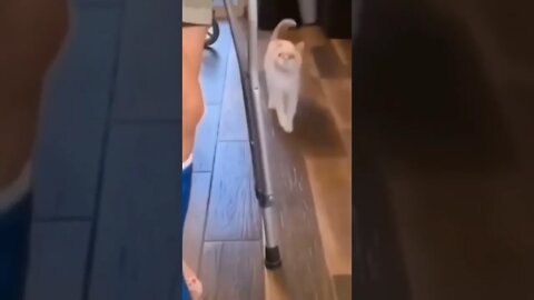 Funny😁Cats🐱