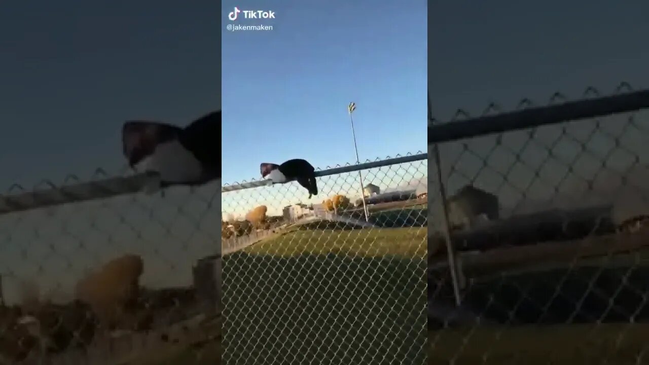 Cat On Fence With Bag On Head I TikTok I @jakenmaken