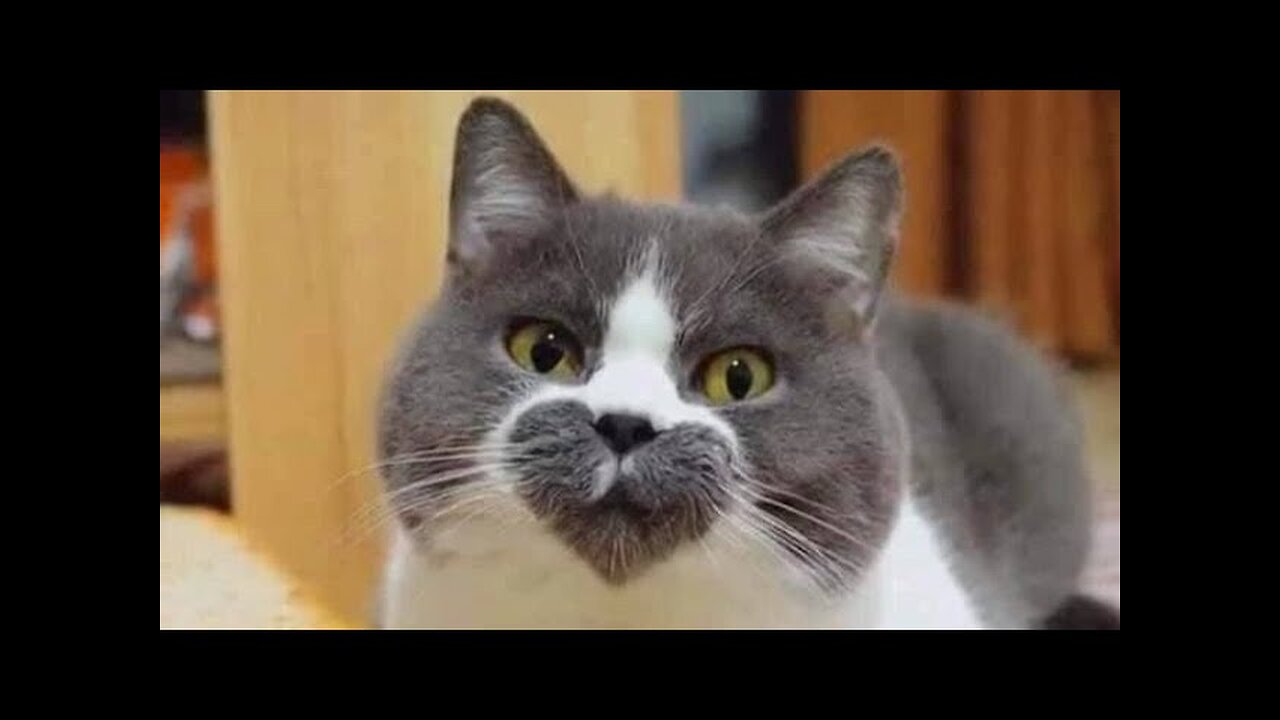 π Funniest Cats and Dogs Videos πΊπΆ || π₯°πΉ Hilarious Animal Compilation β68