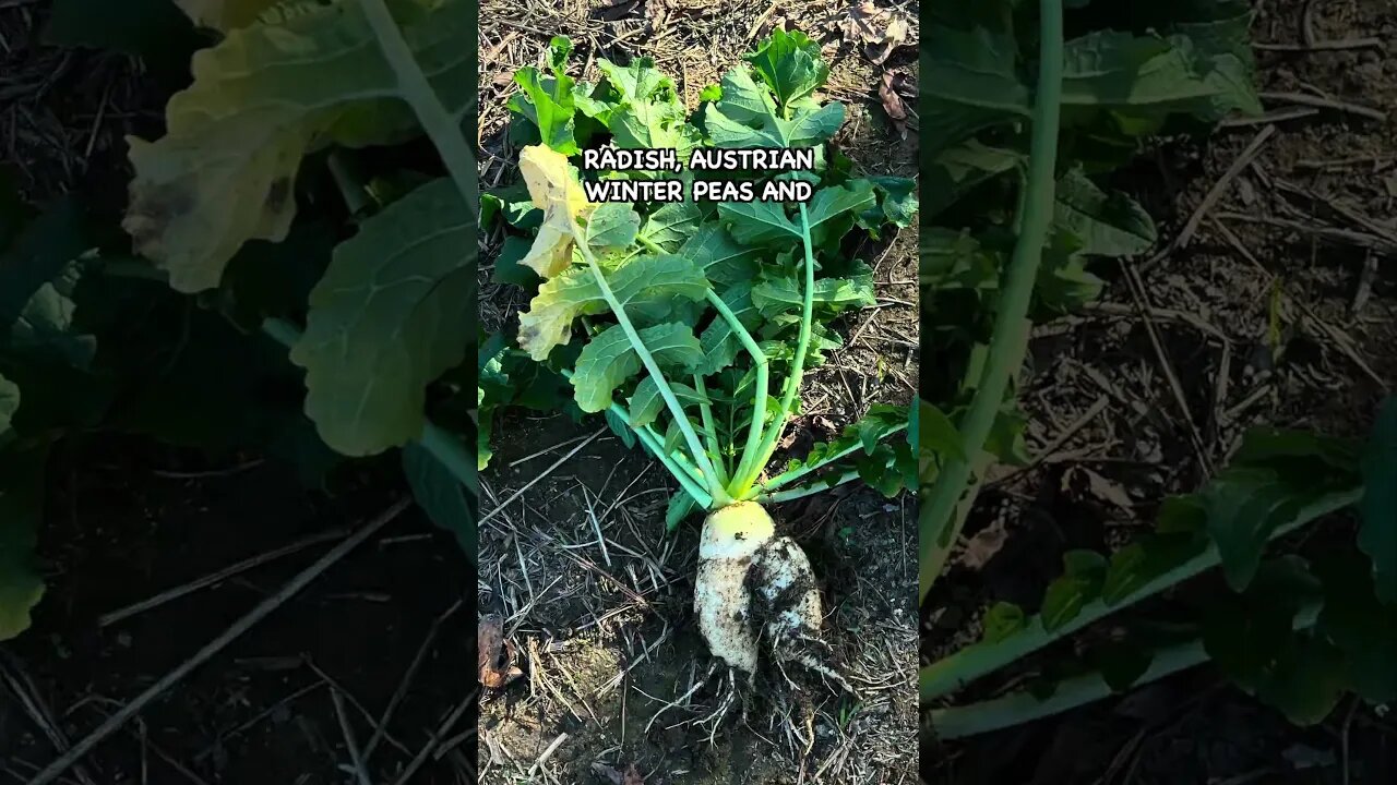 Interseeding Cool Season Cover Crops #pasturedpigs #covercrops #soilhealth #notillfarming #pigfeed