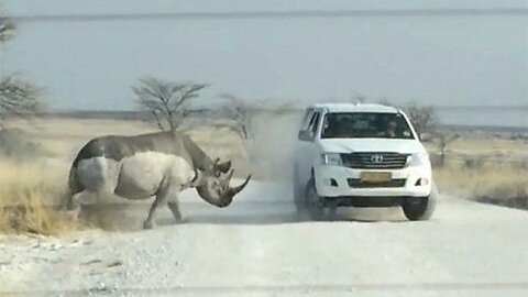 Wild Animal Attacks Humans