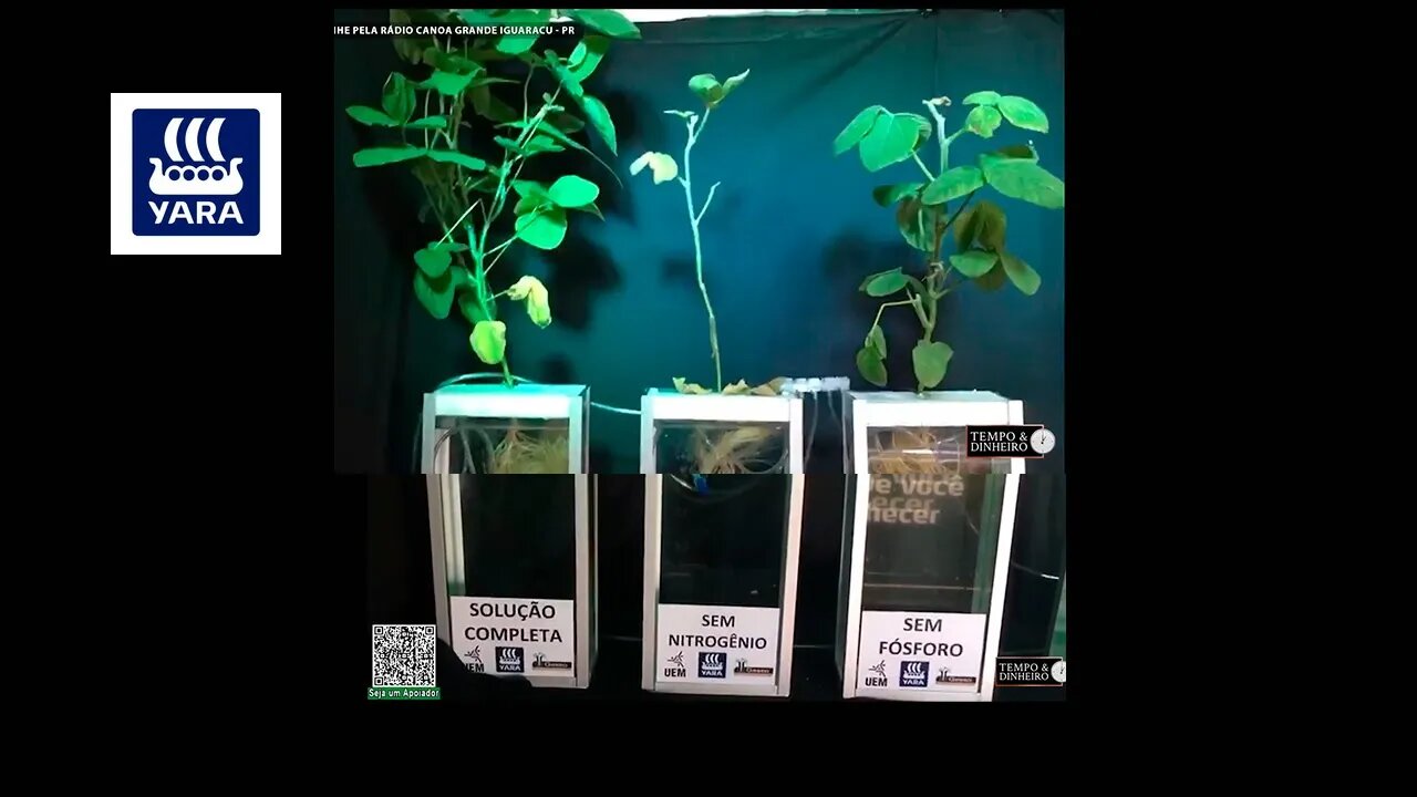 Veja os prejuízos para a soja quando não se utiliza os nutrientes de forma correta