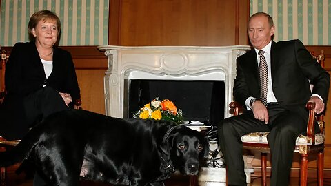 Putin responds to question on Merkel's memoir, denying he intentionally used dog to intimidate her