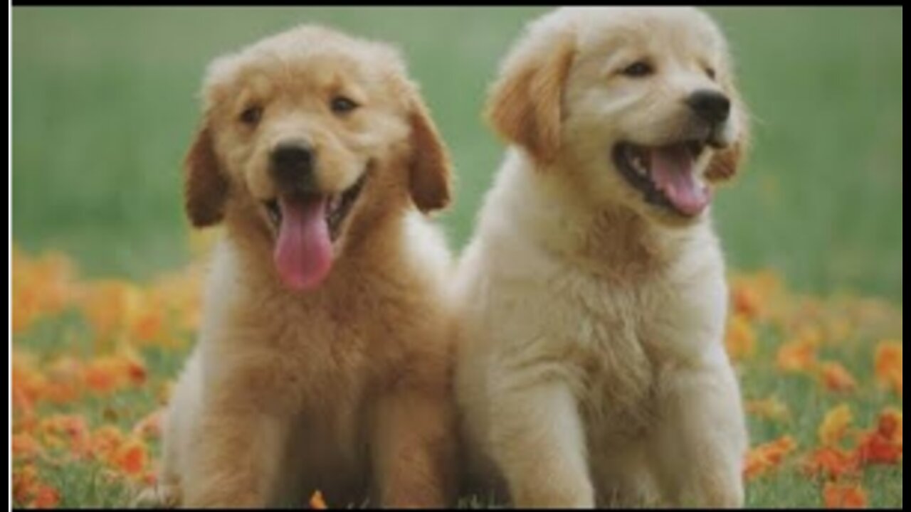 |cute dogs|cute animals|