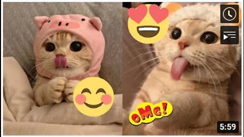 Cute cats - Funny cats - Baby cats