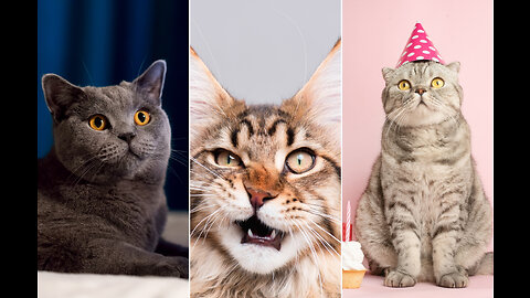 cat video#cat #cat fancy #cute cat#nice cat 🐈🐈😺
