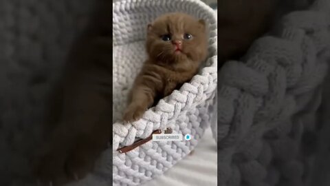 cute cat videos 😹 funny videos 😂 452 😻