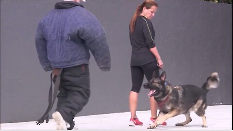 Guard Dog Training Step by Step!