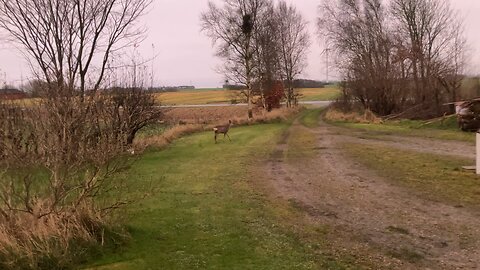 Deer om my property