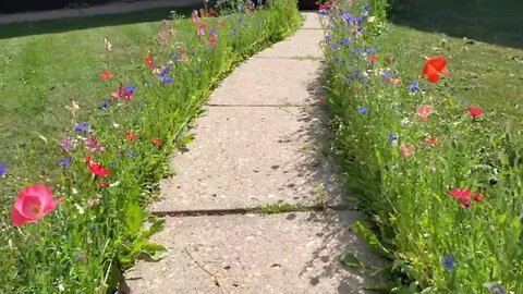 Very happy with how my wildflower walkway turned out