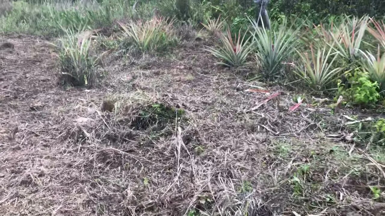 Campo Vlog Puerto Rico con Hno. Paul