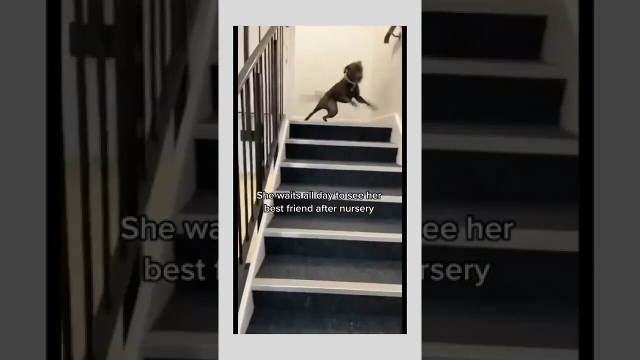 Dog waits for best friend to come home...🐕🐾👧❤️Sound On..🐶🐾👧🔊🆙