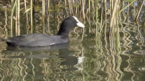 Coot Swimming Near Reeds