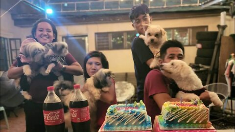 Our Shih tzus Birthday Package | ChummyLala Birthday @ 4