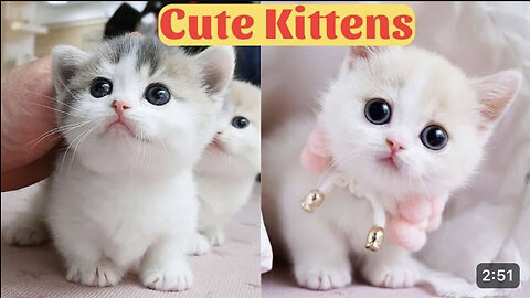 Cute Baby Cats - Cute and Funny Cat Videos Compilation 2023