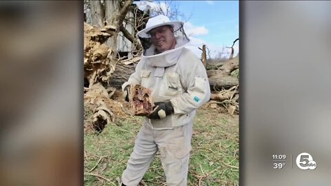 Beehive rescue from downed trees
