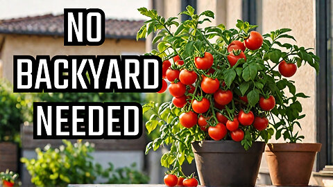 Container Gardening: High-Yield Tomato Growing Tips Without a Backyard