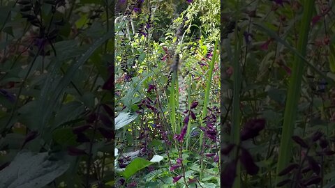 Banana spider