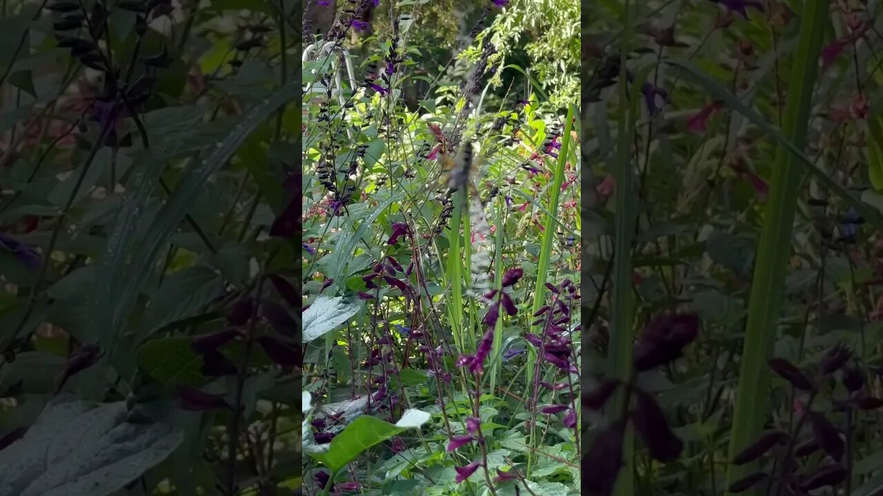 Banana spider