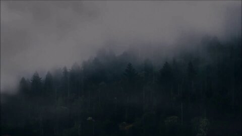 Rainy Woods: Ambient Music for Relaxation and Focus