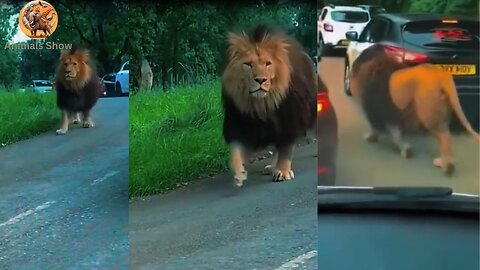 Lion Charges Through Cars: A Close Encounter!