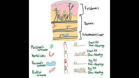 Skin Receptors